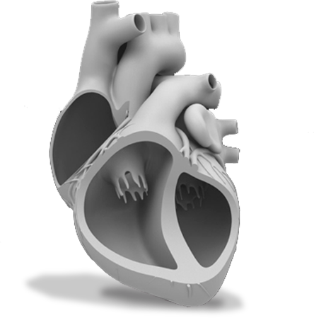 Three-dimensional model of a human heart from CT data